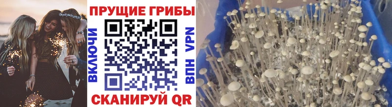 Псилоцибиновые грибы Psilocybine cubensis  наркота  блэк спрут ссылка  Клинцы 
